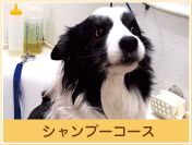 シャンプーコース